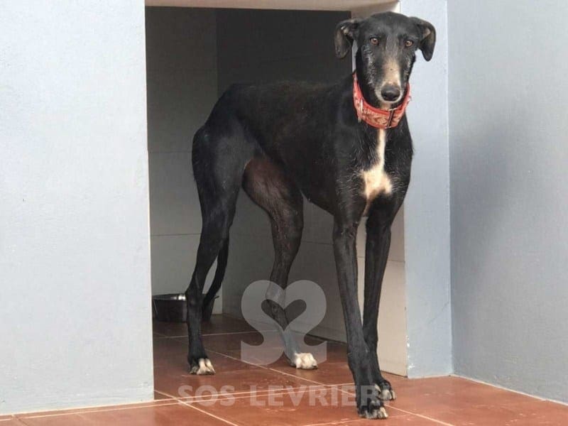 Malu Galgo