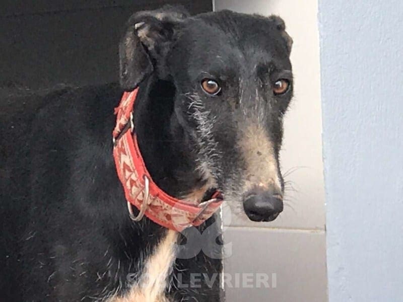 Malu Galgo