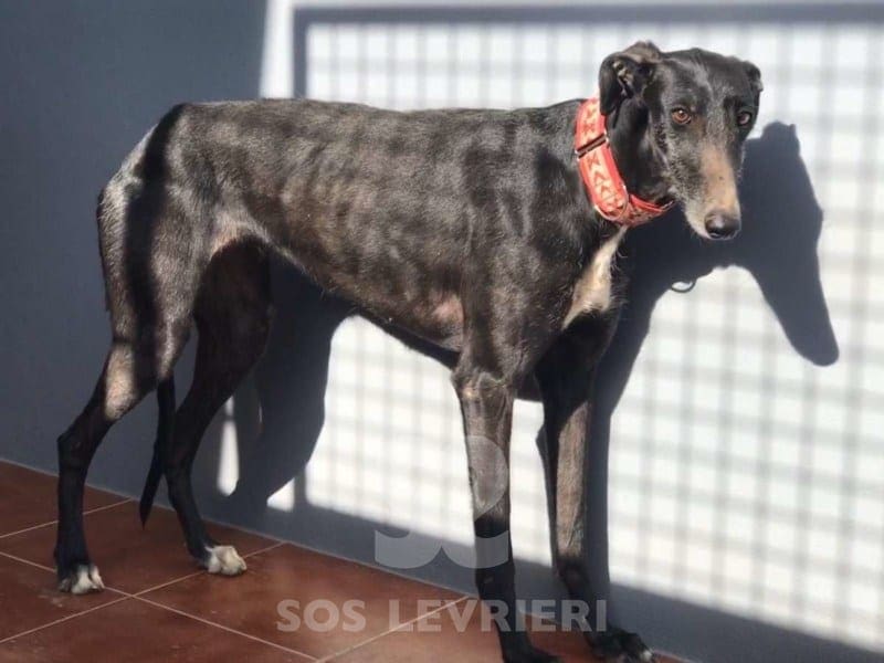 Malu Galgo