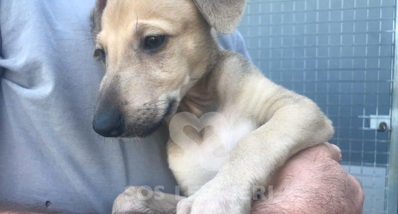 Nina Galgo