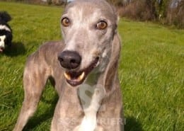 Rosie 7 Greyhound