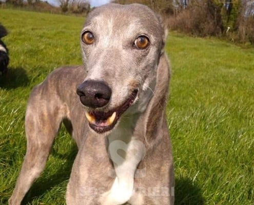 Rosie 7 Greyhound