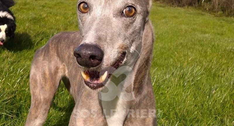 Rosie 7 Greyhound