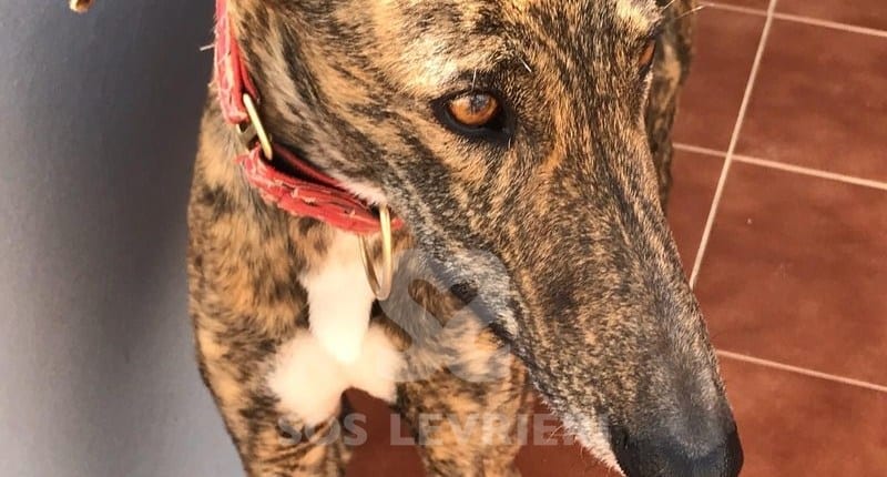 Sofia Galgo