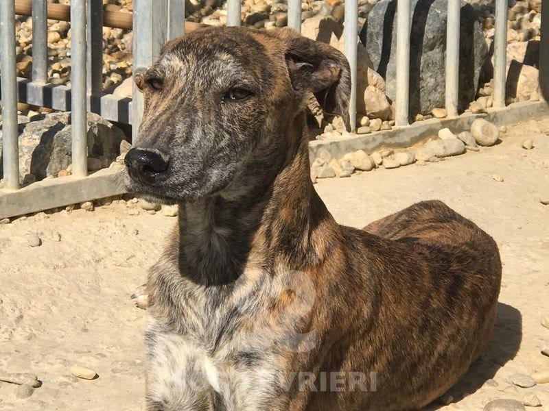 Star Mix Galgo