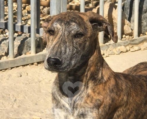 Star Mix Galgo