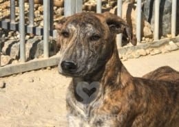 Star Mix Galgo