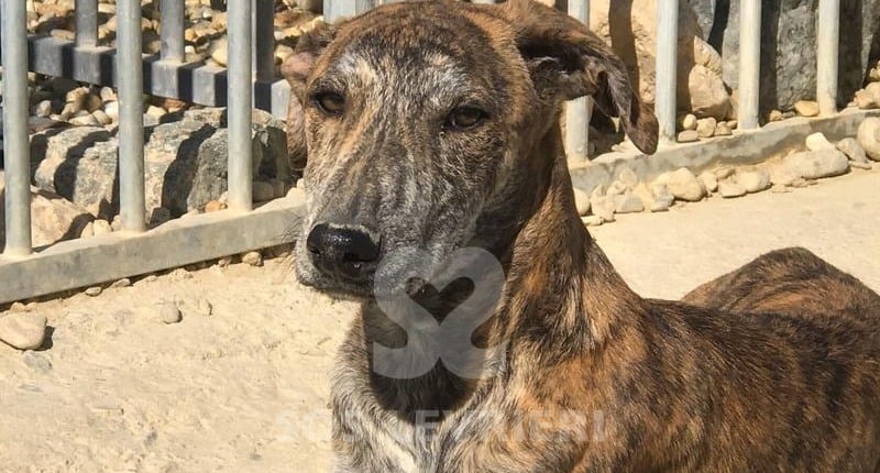 Star Mix Galgo