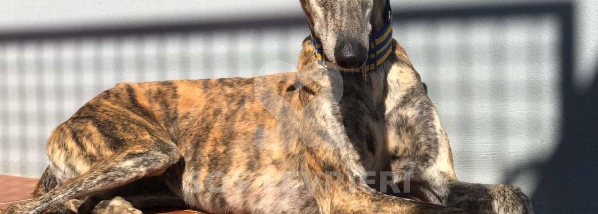 Terry Galgo