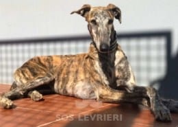 Terry Galgo