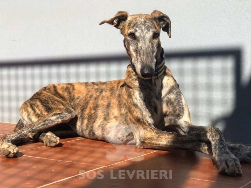 Terry Galgo