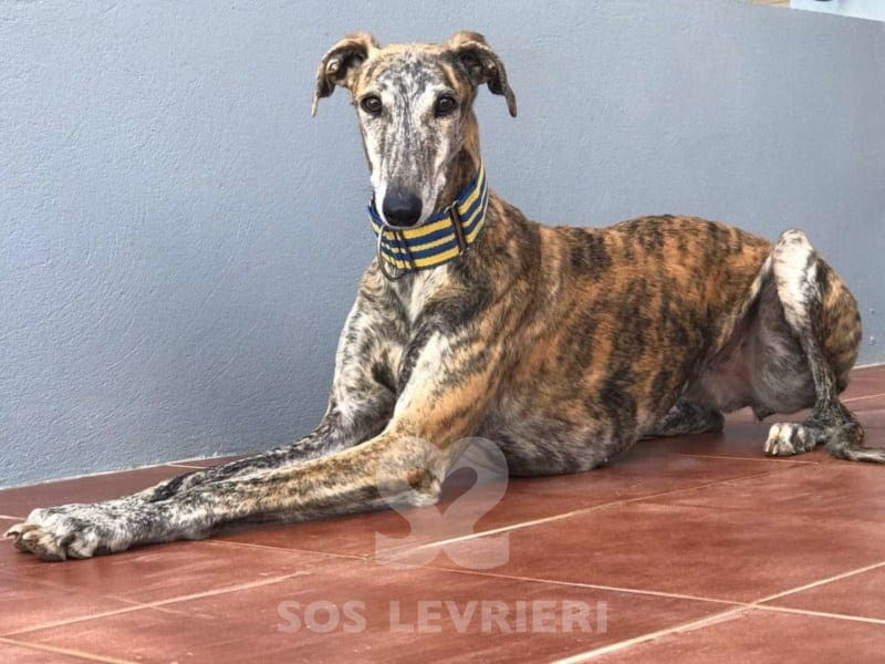 Terry Galgo