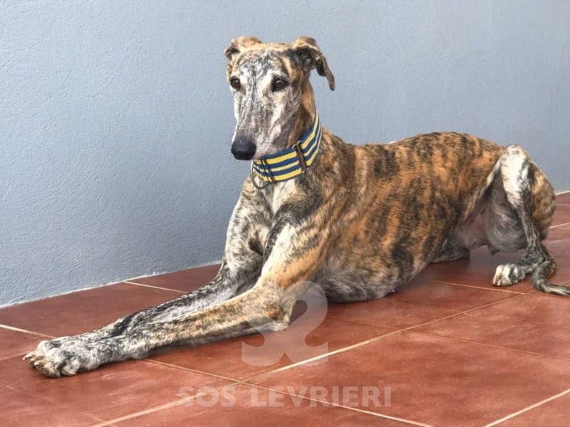 Terry Galgo
