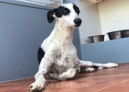 Agata Galgo