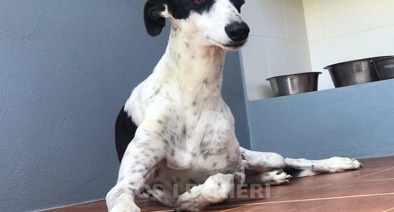 Agata Galgo