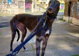 Cash 3 Greyhound