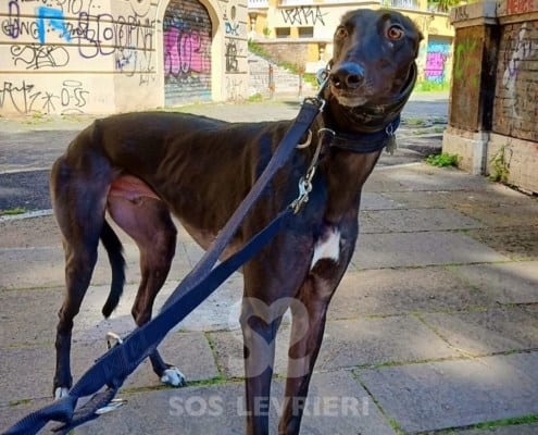 Cash 3 Greyhound