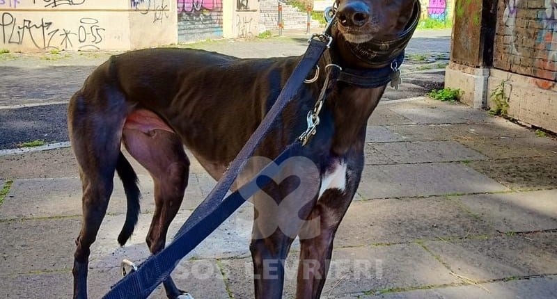 Cash 3 Greyhound