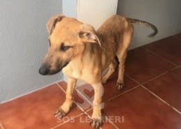 Charlie 6 Galgo