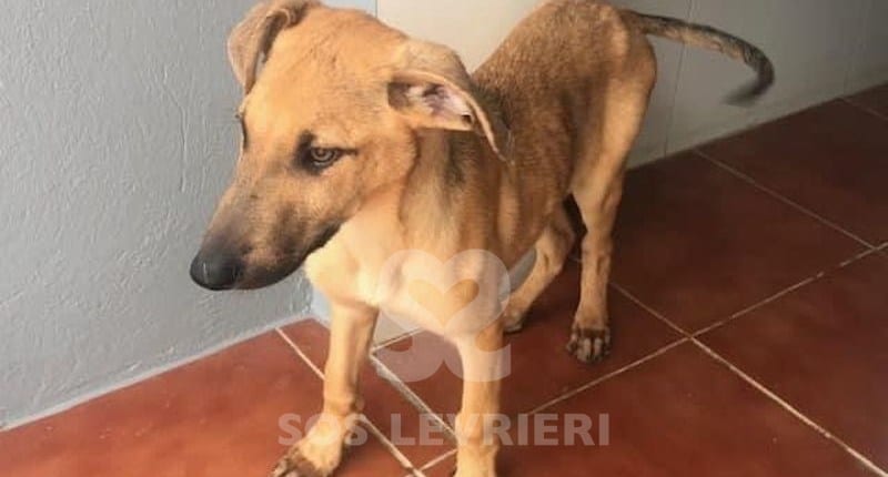 Charlie 6 Galgo