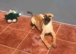 Clio Galgo