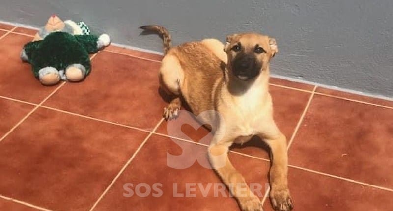 Clio Galgo