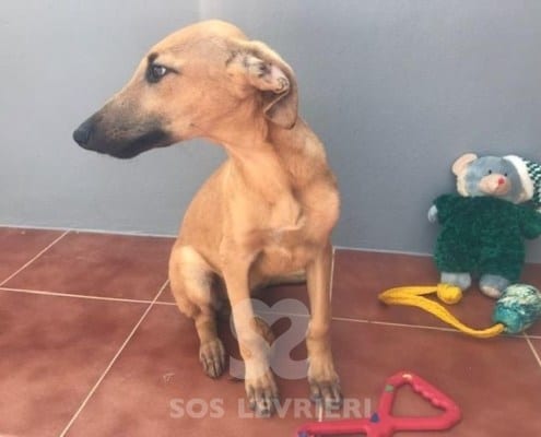 Cloe 3 Galgo