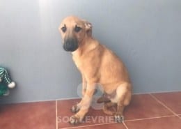 Cloe 3 Galgo