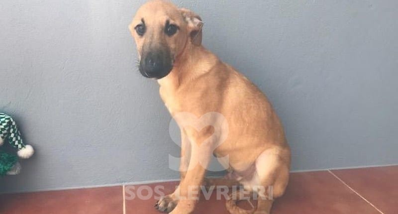 Cloe 3 Galgo
