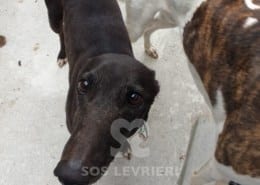 Duchessa Greyhound