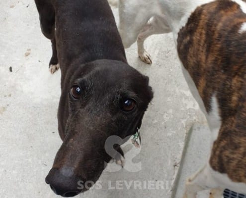 Duchessa Greyhound