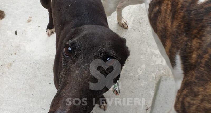 Duchessa Greyhound