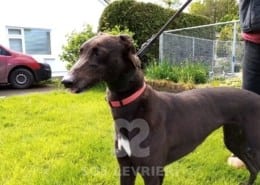 Mandy 4 Greyhound