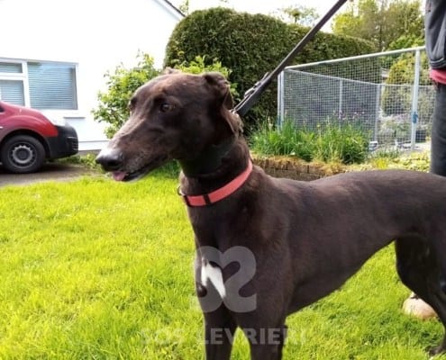 Mandy 4 Greyhound