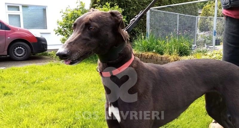 Mandy 4 Greyhound