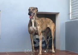 Manola Galgo