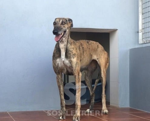 Manola Galgo