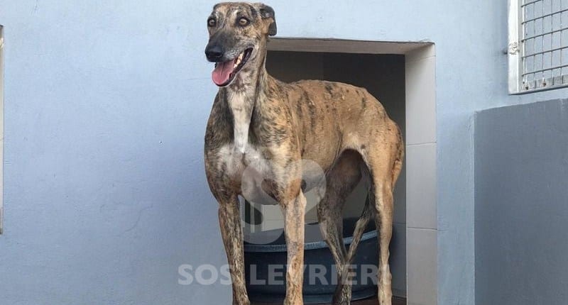 Manola Galgo