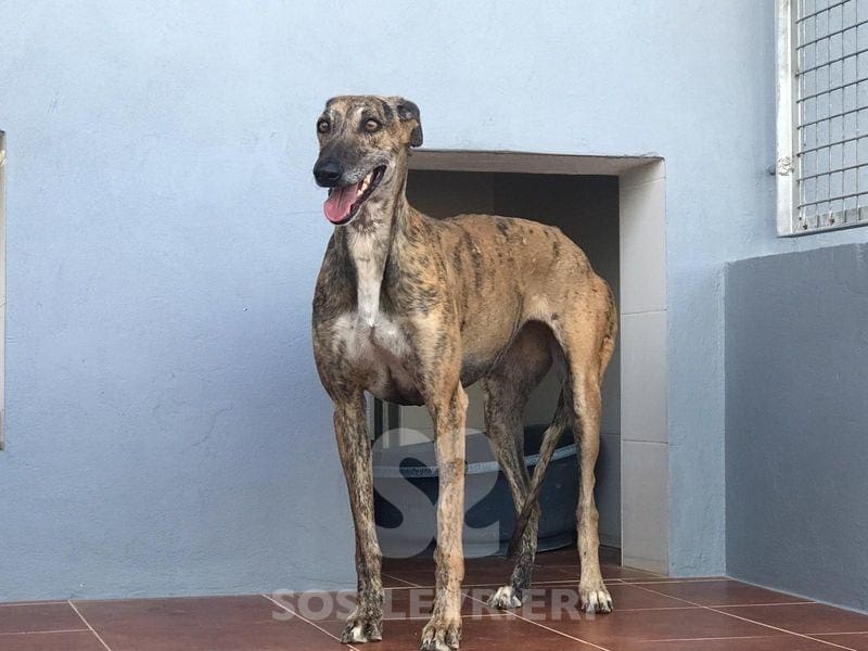 Manola Galgo