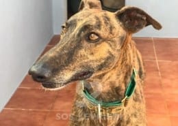 Paco 3 Galgo