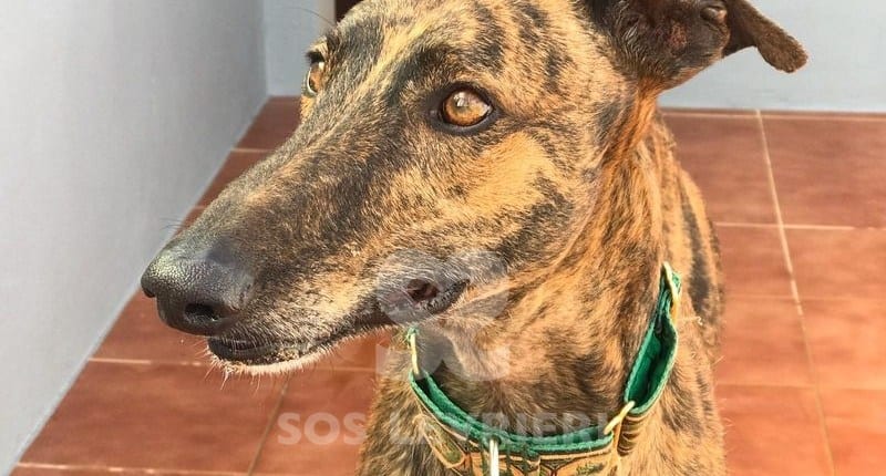 Paco 3 Galgo