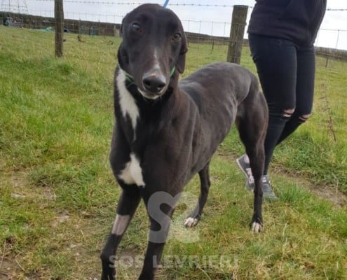 Shay Greyhound