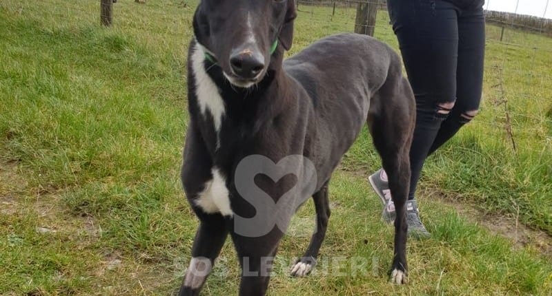 Shay Greyhound