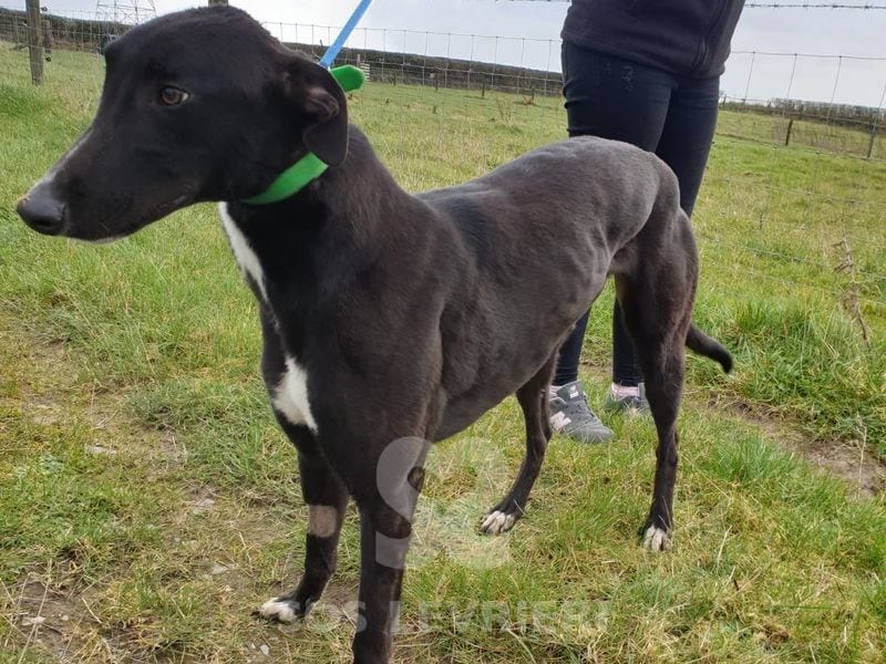 Shay Greyhound