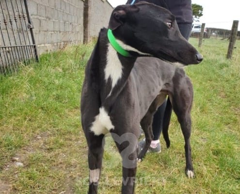 Shay Greyhound