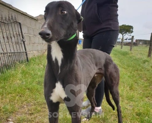 Shay Greyhound