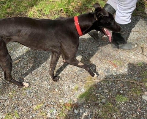 Shay Greyhound