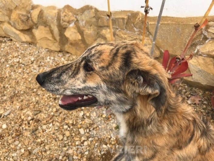 Sky Mix Lurcher