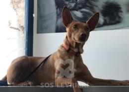 Chance Podenco