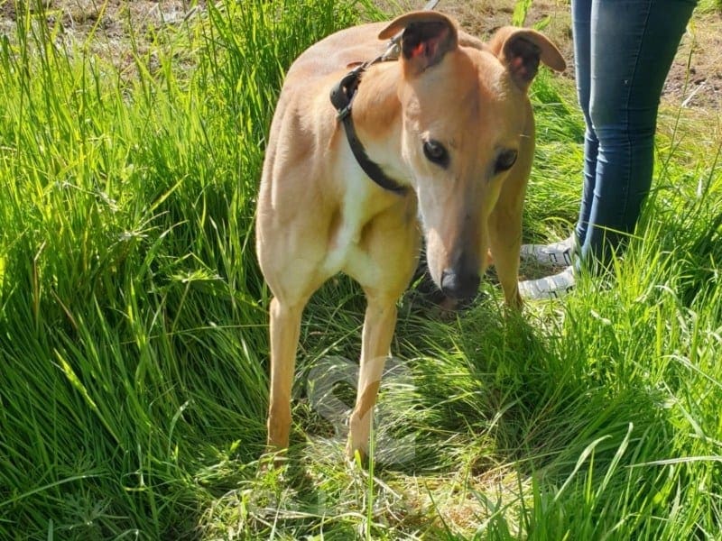 Freddie Greyhound